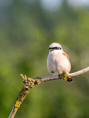 Neuntöter (Lanius collurio)