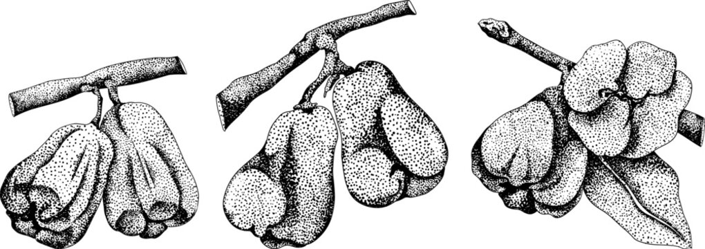 Vector, engraving Pink apple or red java apple, buah jambu or wax apple, semarang rose. Tropical edible food icon