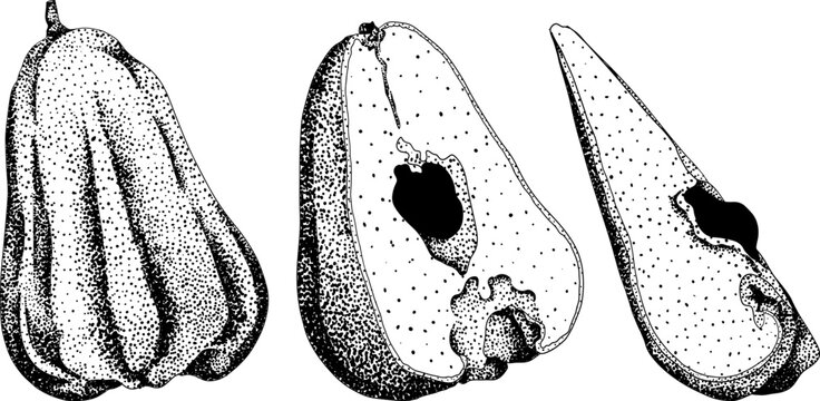 Vector, engraving Pink apple or red java apple, buah jambu or wax apple, semarang rose. Tropical edible food icon