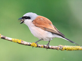 Neuntöter (Lanius collurio)