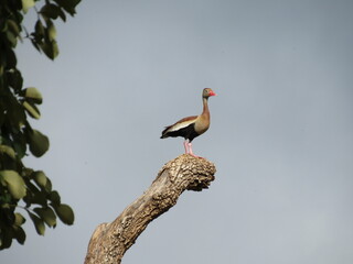 Wild duck perched on dry tree in the morning.