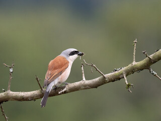 Neuntöter (Lanius collurio)