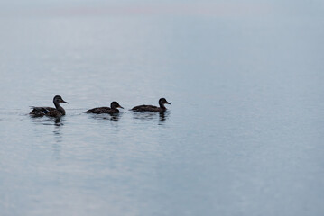 Three ducks in a row in ocean bay near Vancouver