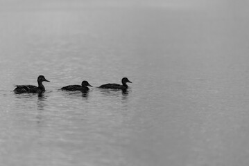 Three ducks in a row in ocean bay near Vancouver