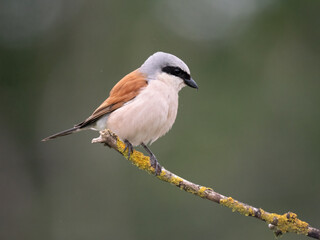 Neuntöter (Lanius collurio)