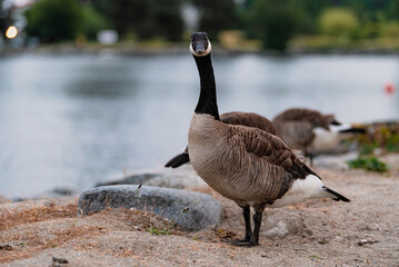 Canadian goose walking along sandy shoreline in Vancouver