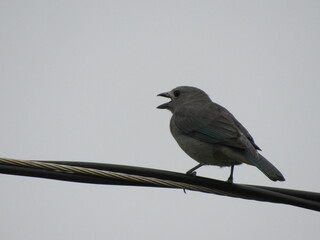 Gray tanager -Thraupis sayaca- Known for liking to eat papaya