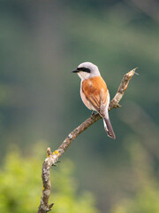 Neuntöter (Lanius collurio)