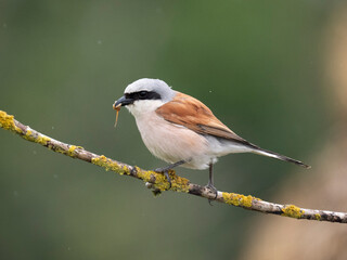 Neuntöter (Lanius collurio)