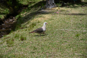 Pink pigeon, a species of pigeon in the Columbidae family, endemic to Mauritius Island, Africa.