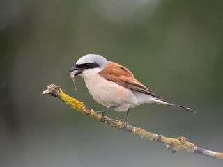 Neuntöter (Lanius collurio)