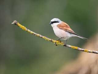 Neuntöter (Lanius collurio)