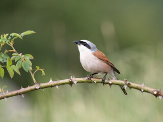 Neuntöter (Lanius collurio)