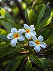 Fototapeta premium Beautiful White Flowers With Dew On Fresh Green Leaves
