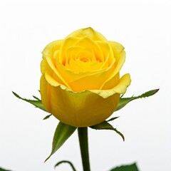 yellow rose isolated on white background