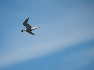 Fototapeta premium Flussseeschwalbe (Sterna hirundo)
