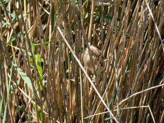 Zwergdommel (Ixobrychus minutus)