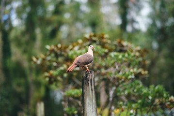 Pink pigeon, a species of pigeon in the Columbidae family, endemic to Mauritius Island, Africa.