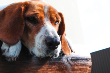 A cute dog beagle is lying. Closeup of a beagle's face highlighting its nose. Close-Up Of Dog Nose