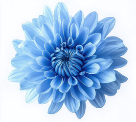 Obraz premium stunning blue flower with intricate petals, showcasing its beauty and elegance. soft hues create calming atmosphere, perfect for floral arrangements or decor