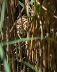 Zwergdommel (Ixobrychus minutus)