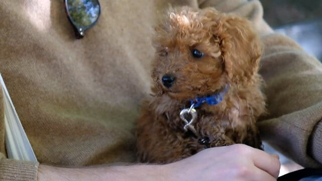 Pudel Welpe sitzt auf Scho&szlig; drau&szlig;en und schnuppert