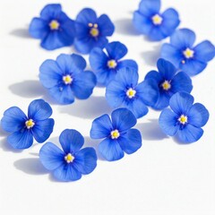 blue flowers and white background 