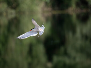 Flussseeschwalbe (Sterna hirundo)