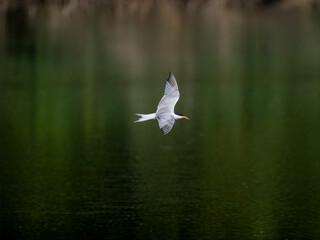 Flussseeschwalbe (Sterna hirundo)