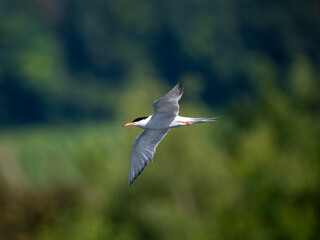 Fototapeta premium Flussseeschwalbe (Sterna hirundo)
