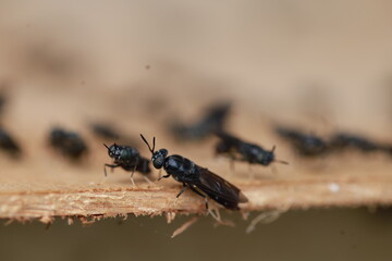 Hermetia illucens. cultivation of Soldier Flies in cages made of nets, with wooden media for laying eggs.