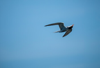 Flussseeschwalbe (Sterna hirundo)