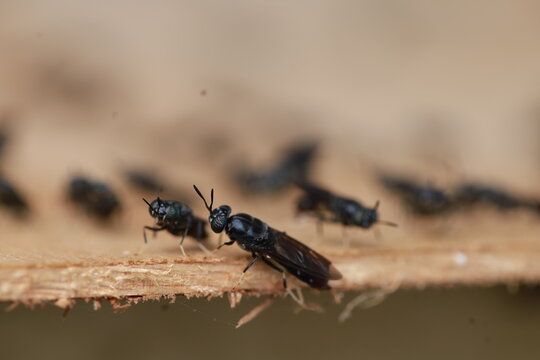 Hermetia illucens. cultivation of Soldier Flies in cages made of nets, with wooden media for laying eggs.