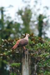 Pink pigeon, a species of pigeon in the Columbidae family, endemic to Mauritius Island, Africa.