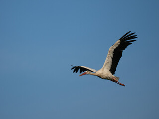 Weißstorch (Ciconia ciconia)