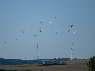 Weißstorch (Ciconia ciconia) und Windräder