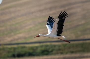 Weißstorch (Ciconia ciconia)