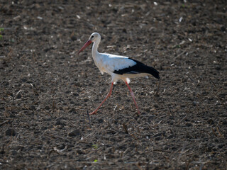 Weißstorch (Ciconia ciconia)