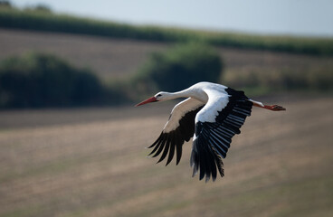 Weißstorch (Ciconia ciconia)