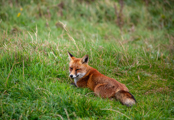 Red Fox laying in the Green Grass near the Cliffs of Moher in Ireland