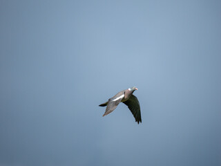 Ringeltaube (Columba palumbus)