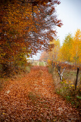 Autumn forest road with colorful leaves.