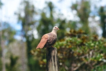Pink pigeon, a species of pigeon in the Columbidae family, endemic to Mauritius Island, Africa.