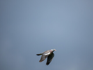 Ringeltaube (Columba palumbus)