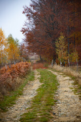 Autumn forest road with colorful leaves.