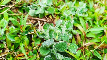Dew on leaves represents of freshness in the morning