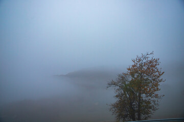 Autumn morning with lonely tree