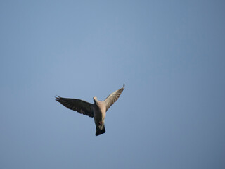 Ringeltaube (Columba palumbus)