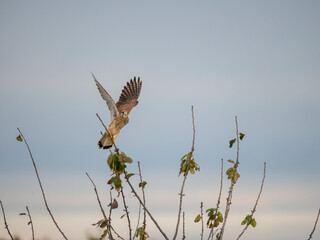 Turmfalke (Falco tinnunculus)