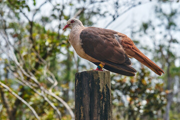 Pink pigeon, a species of pigeon in the Columbidae family, endemic to Mauritius Island, Africa.